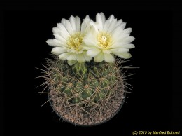 Gymnocalycium spec. 178